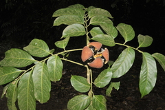 Dysoxylum binectariferum